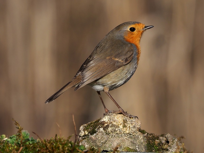 Pettirosso  (Erithacus rubecula)